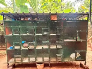 Love Birds Cage