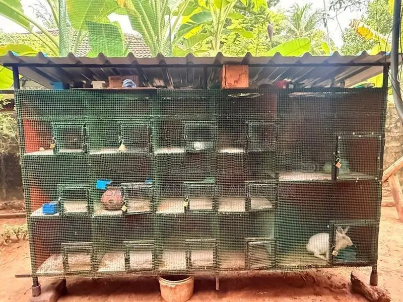 Love Birds Cage
