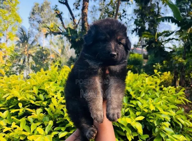 Shepherd Puppy