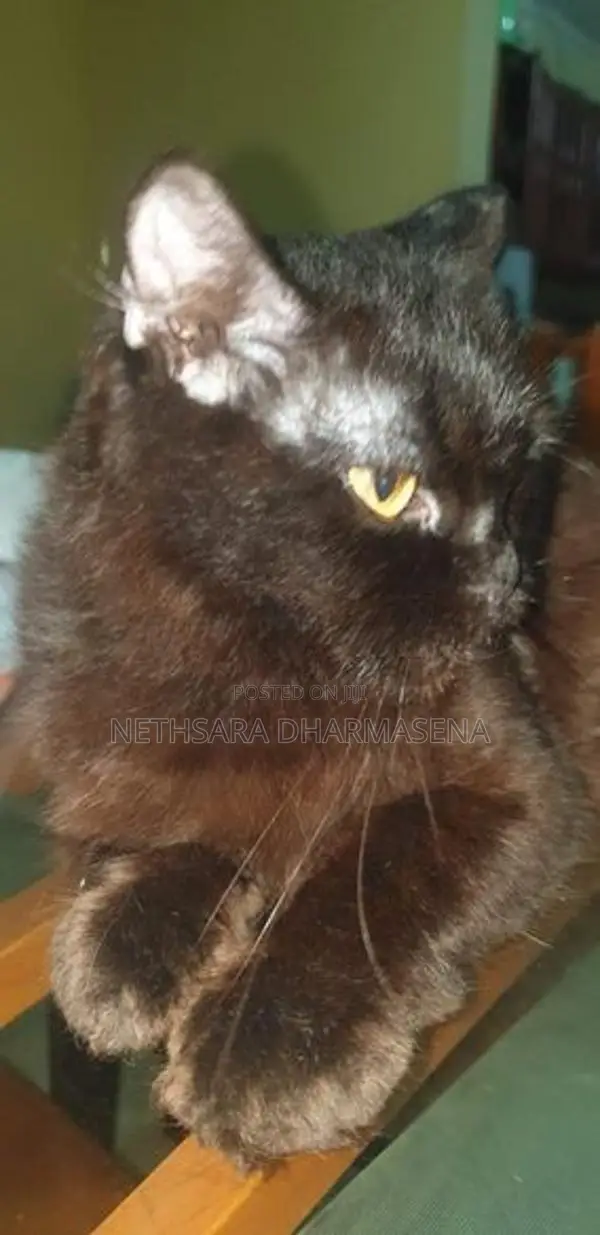 Black Persian Cat
