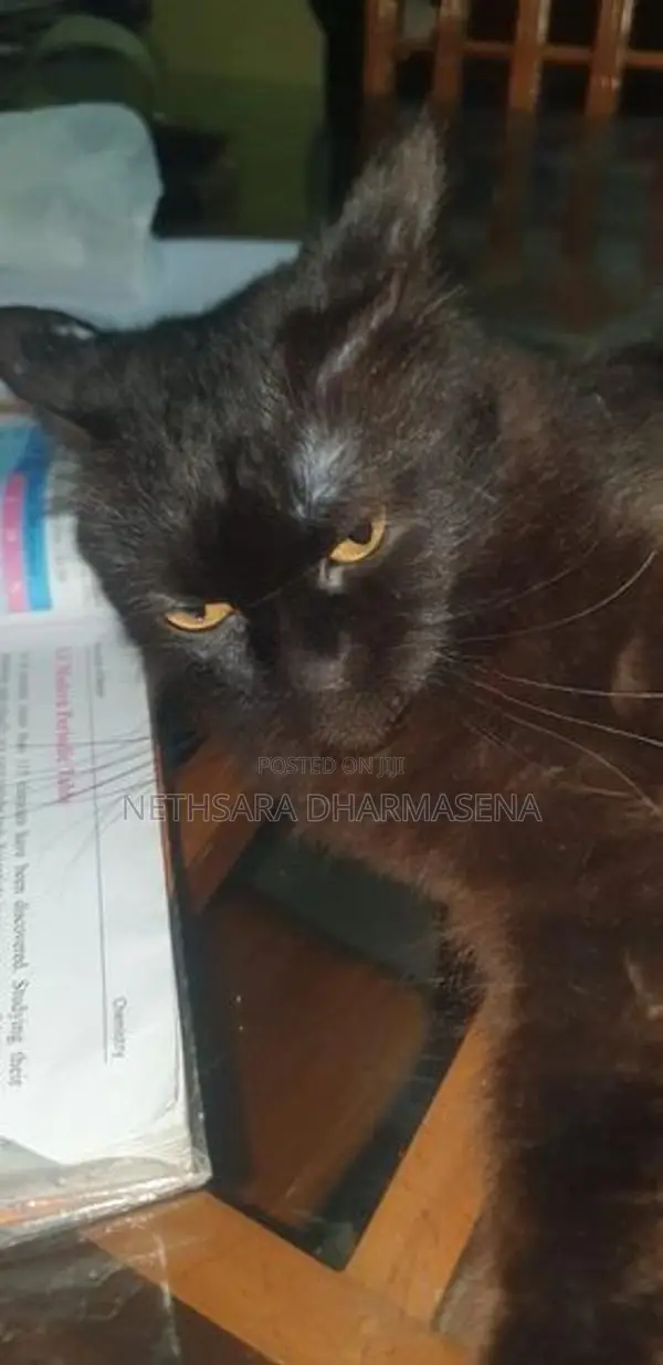 Black Persian Cat