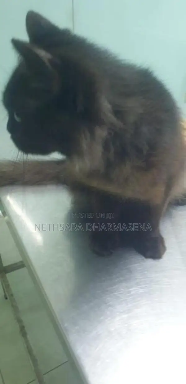 Black Persian Cat