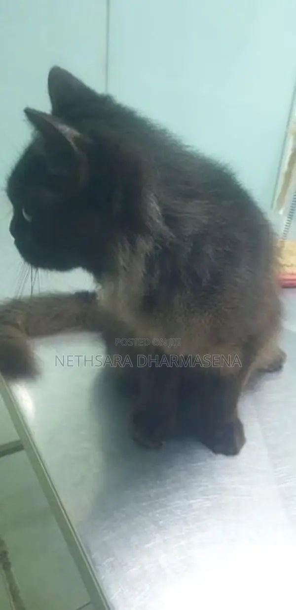 Black Persian Cat