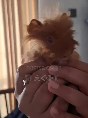 Guinea Pig