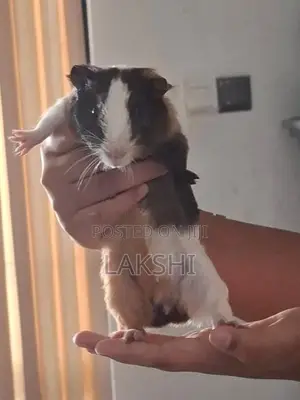 Guinea Pig