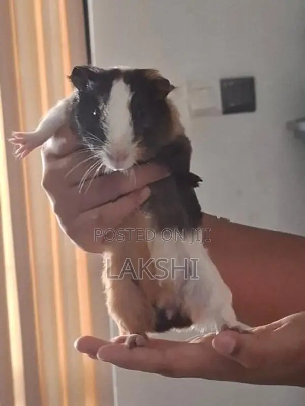 Guinea Pig