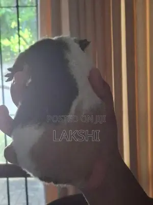 Guinea Pig