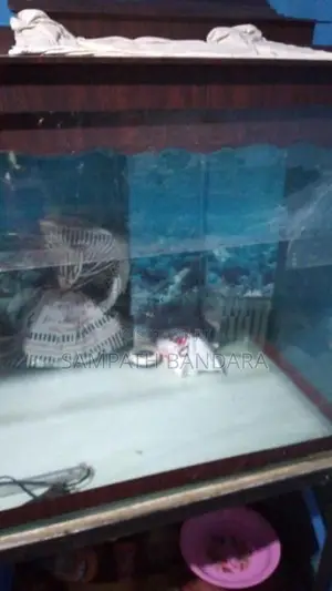 Fish Tank Full Set