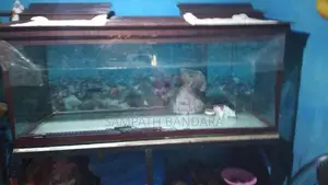 Fish Tank Full Set