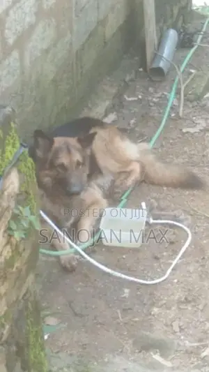 German Shepherd Dog