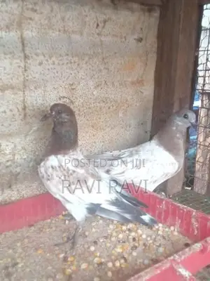 புறாக்கள்