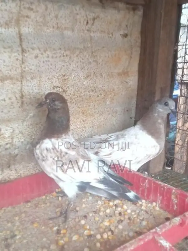 புறாக்கள்