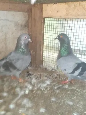 புறாக்கள்