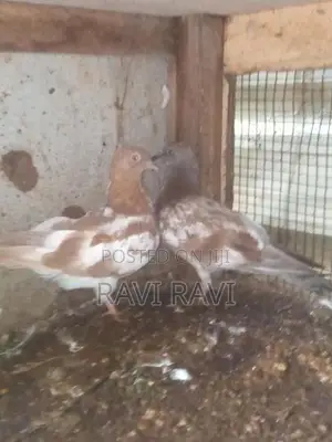 புறாக்கள்