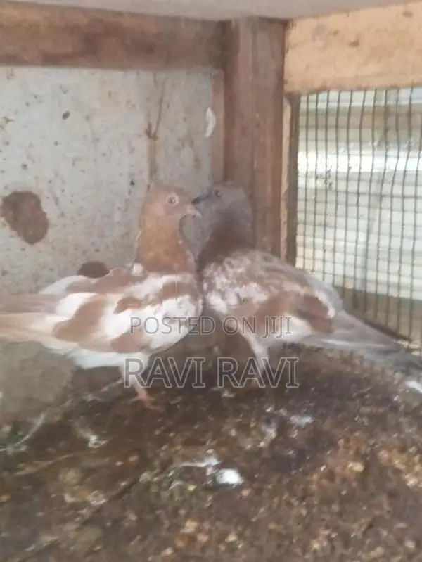 புறாக்கள்