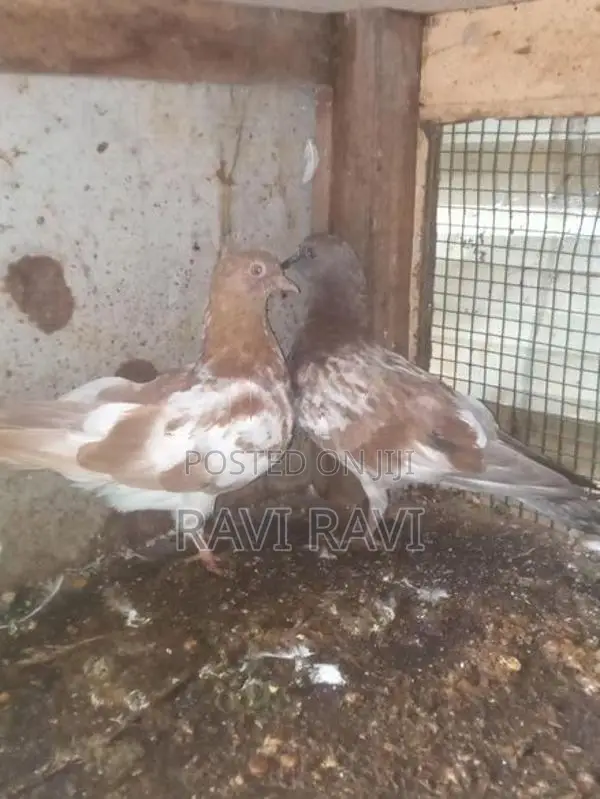 புறாக்கள்