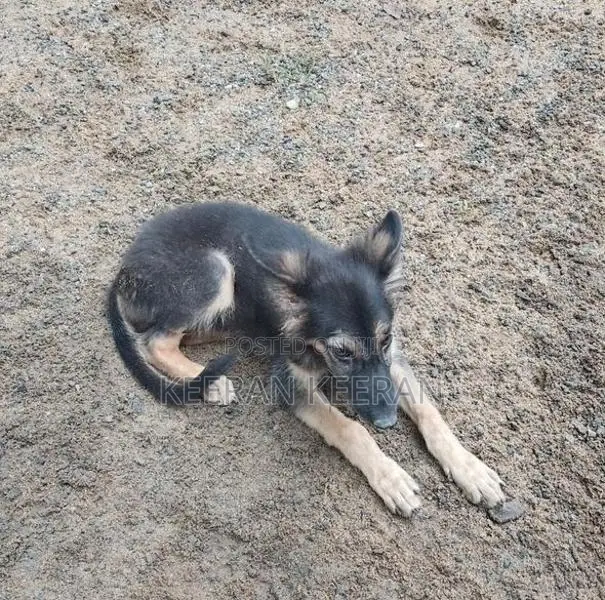 German Shepherd
