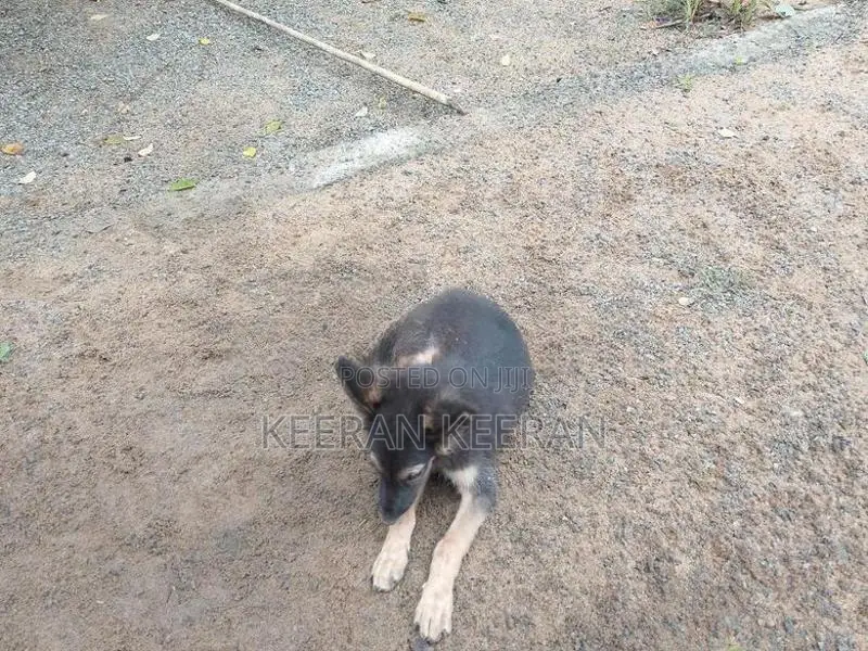 German Shepherd