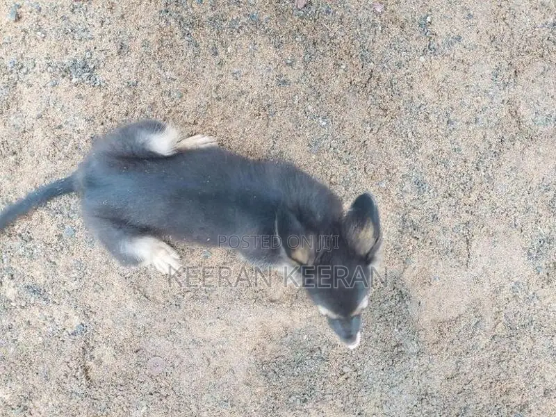 German Shepherd