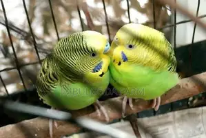 Love Birds
