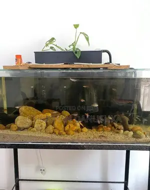 Aquarium Tank