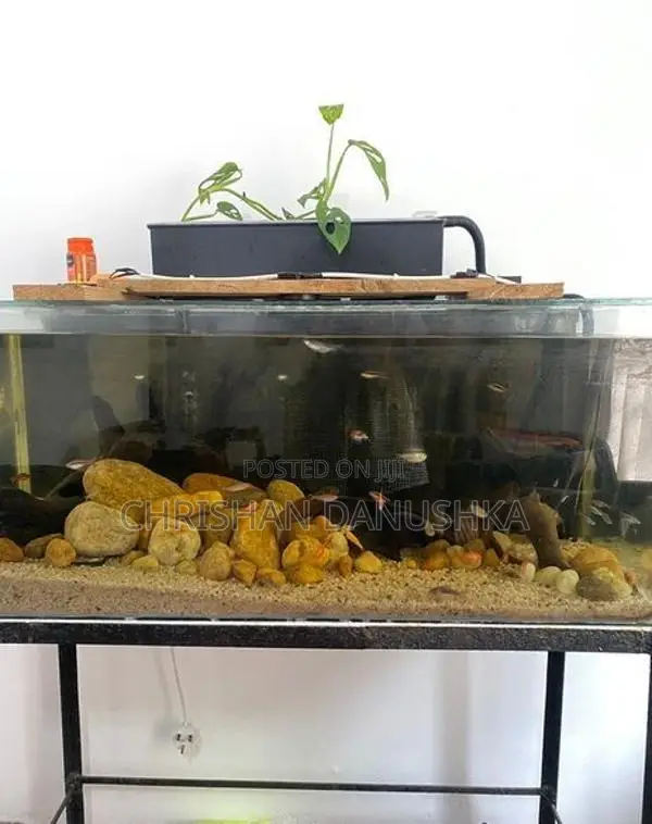 Aquarium Tank
