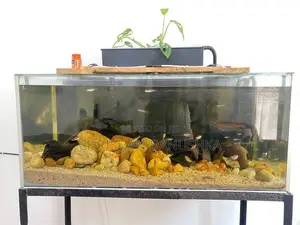 Aquarium Tank