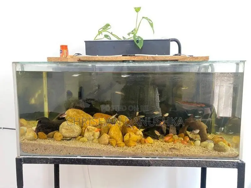 Aquarium Tank