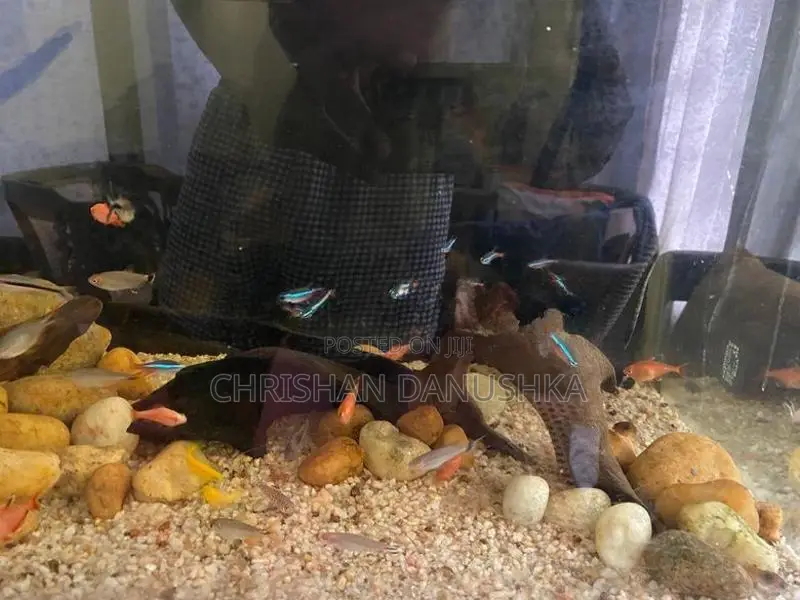 Aquarium Tank