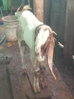 கிடாய் ஆடு