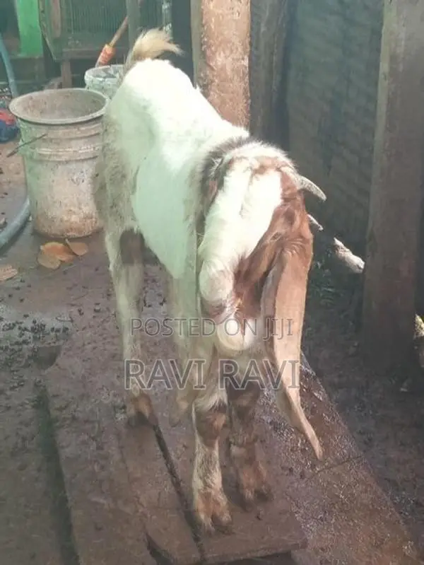 கிடாய் ஆடு