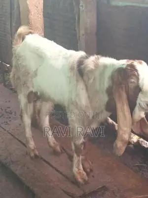 கிடாய் ஆடு