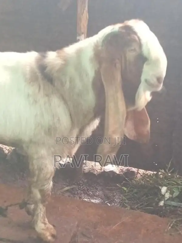 கிடாய் ஆடு