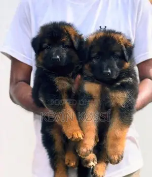German Shepherd Puppies