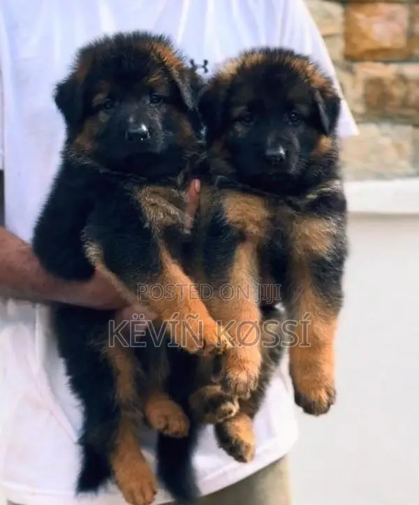 German Shepherd Puppies