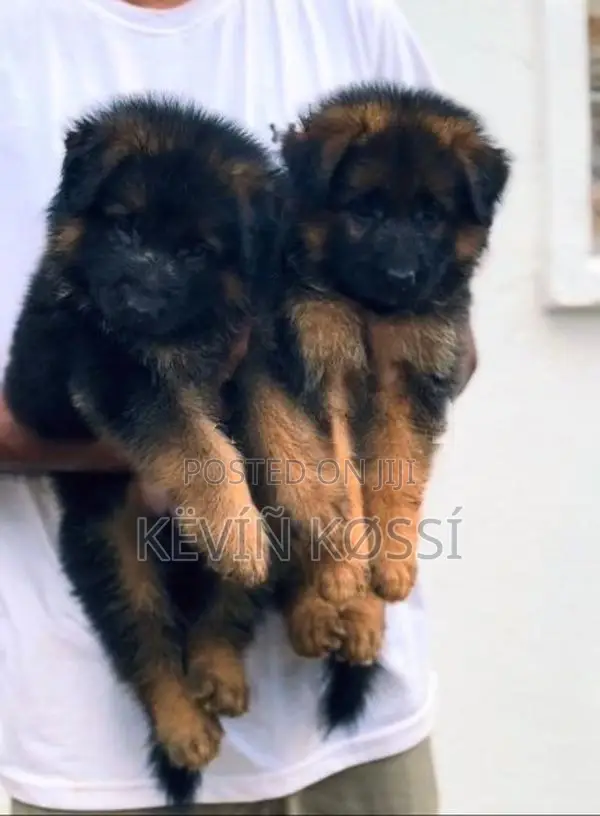 German Shepherd Puppies