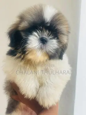 Shih Tzu Puppies