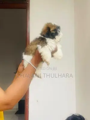 Shih Tzu Puppies