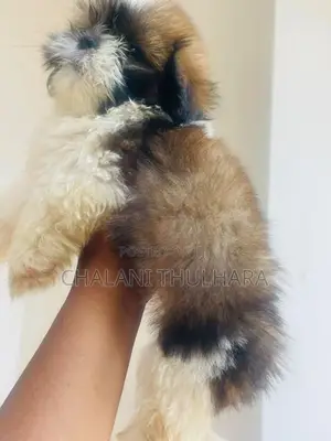 Shih Tzu Puppies