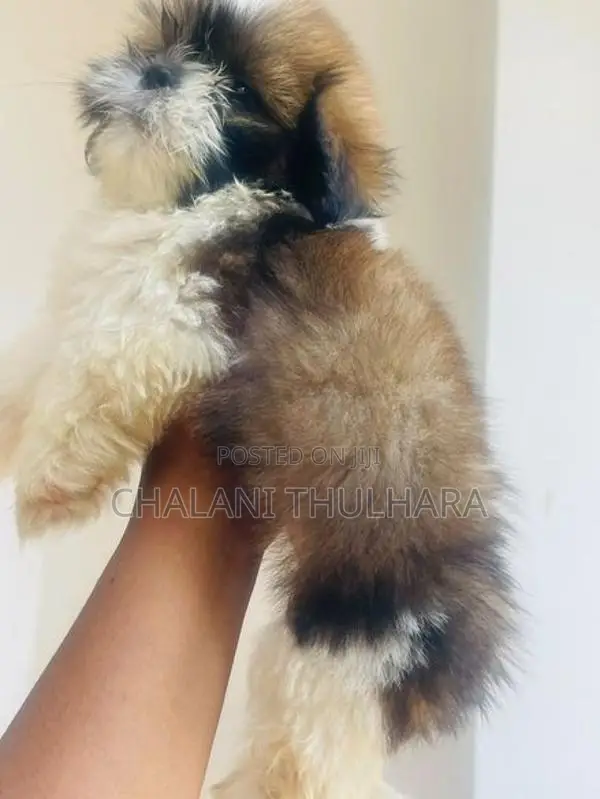 Shih Tzu Puppies