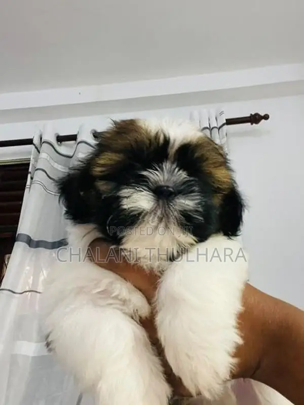 Shih Tzu Puppies