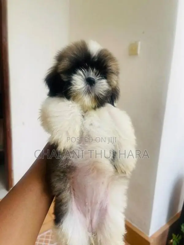 Shih Tzu Puppies