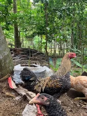 ගම් කුකුලා