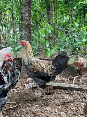 ගම් කුකුලා
