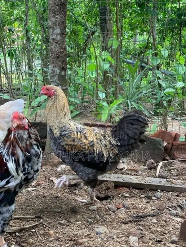 ගම් කුකුලා