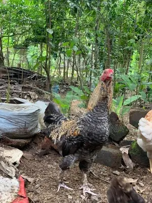 ගම් කුකුලා