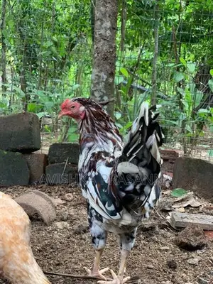 ගම් කුකුලා