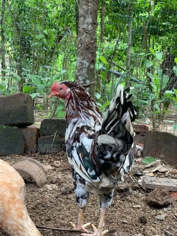 ගම් කුකුලා