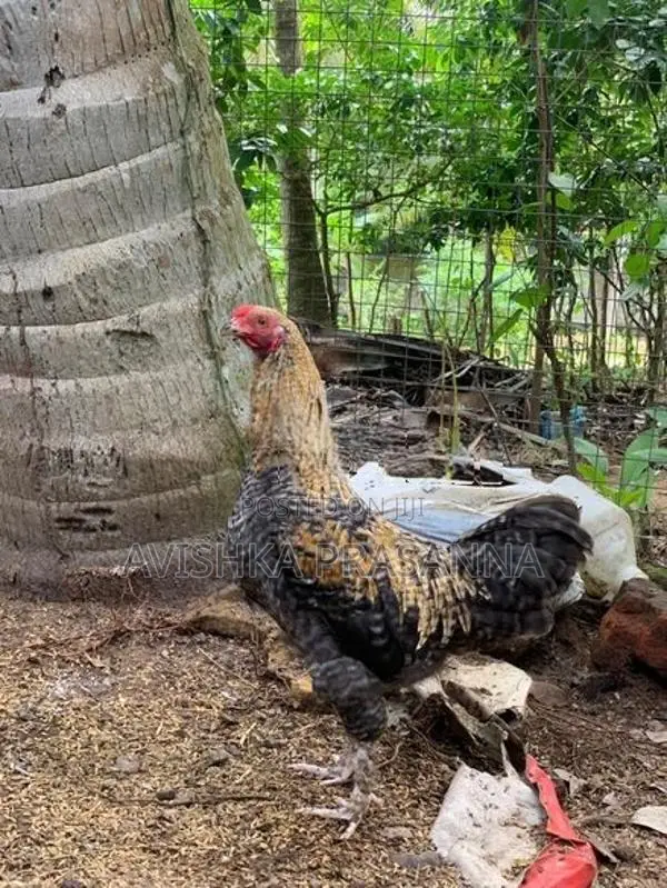 ගම් කුකුලා