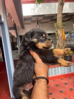 Rottweiler
